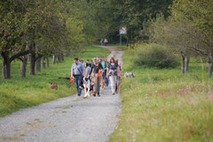 Hundeschulausflug Sicher auf 4 Pfoten, Grüner See, 28.9.14, Foto Nr.7