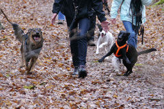 Kapersburg+Winterstein,23.3.14,T-Dogs, Foto Nr.15