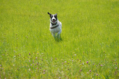 Grünwiesenweiher, T-Dogs, 6.7.14, Foto Nr.3