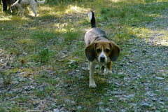 Hundeschulausflug- Rund um den Zacken,8.9.2012