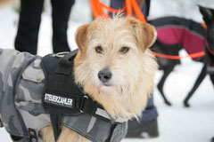 Altkönig,T-Dogs,01.2.2014, Foto Nr.15