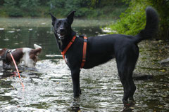 Hundeschulausflug Sicher auf 4 Pfoten, Grüner See, 28.9.14, Foto Nr.17