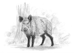 'Wildschwein' Bleistift DinA 5 (2017)