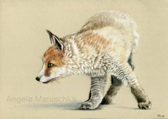 "Attentive Fox", colored pencil, (reference photo by Ashi) 