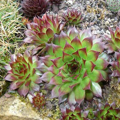 Sempervivum 'Sunset' im Mai, rechts oben "Sempervivum hausmannii", Foto: Manuel Werner