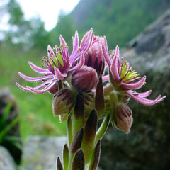 Sempervivum montanum subsp. montanum, zwischen Texelgruppe und Ötztaler Alpen, 02.06.2007, in situ, Foto: Manuel Werner