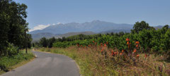 Le massif du Canigou dit "le Kilimandjaro Catalan" vu de la plaine.