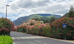 Les haies de Lauriers rose bordant les rues de Ria.
