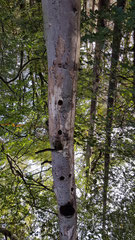 abgestorbener Baum mit Spechthöhle