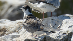 Trauerseeschwalbe im Schlichtkleid