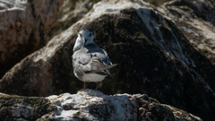 Trauerseeschwalbe im Schlichtkleid