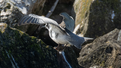 Trauerseeschwalbe im Schlichtkleid