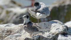 Trauerseeschwalbe im Schlichtkleid