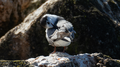 Trauerseeschwalbe im Schlichtkleid