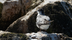 Trauerseeschwalbe im Schlichtkleid
