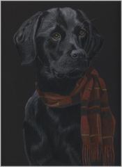 Labrador,Tierzeichnung,Farbstift
