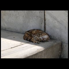 LAZY DAY (Cute cat snoozing on a sidewalk in Istanbul, Turkey.  Great lines and shadows)