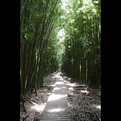 ILLUMINATION-- Bamboo Forest (Magical trail through the bamboo near Hana, Maui)