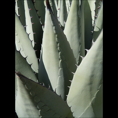 AGAVE (Elegant curves and shadows on this beautiful plant.  Austin, Texas)