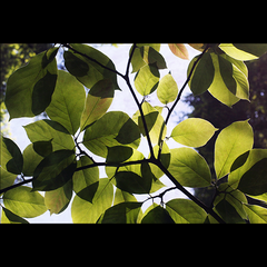 MURDOCK MAGNOLIA (Tulip magnolia with backlight.  Wonderful gradations of green)