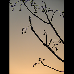 SUNSET SILHOUETTE (Lakeside tree in silhouette at sunset in Austin, Texas)