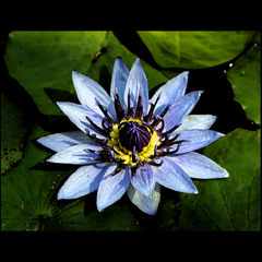 BLUE WATER LILY (Beautiful bloom in filtered light)