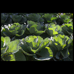 CABBAGE PATCH (Winter light through cabbage leaves in an organic garden in Austin, TX)