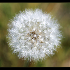 COSMOS (Pink salsify seed head sparkles in the light.  Sunriver, Oregon)