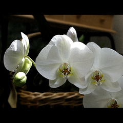 INNOCENCE (Beautiful orchid blooms in dappled light)