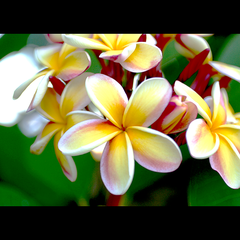 PLUMERIA (Fragrant plumeria blossoms on the island of Kauai, Hawaii)