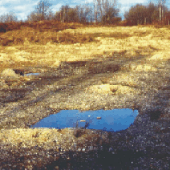 Kinzweiler, Tümpel für Kreuzkröten