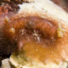 Thordisa albomacula