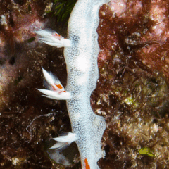 Bornella pele