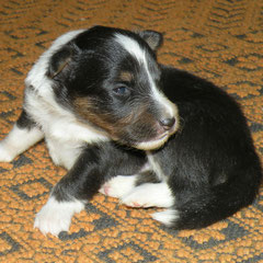 BOY TRICOLOR Irishcoffee della Linea dei Pensieri   630 gr. Reserved