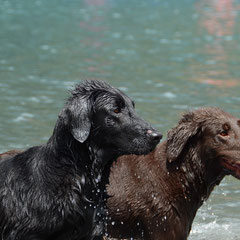 Fée und Brownie