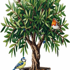 Illustration d'un olivier stylisé avec un rouge-gorge sur une branche et une mésange bleue 