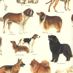 Hunde