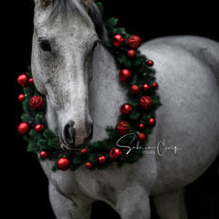 Weihnachtskranz Pferdefotografie