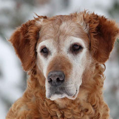 Gundog´s Choice Brooklyn