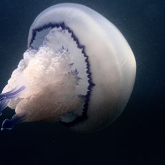 Lungenqualle - Hizostoma pulmo