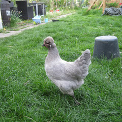 Lavendar Araucana Henne (up)