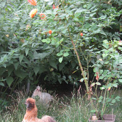 Seidenhuhn gelb mit Rose (up)