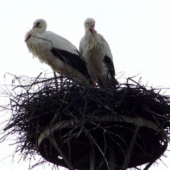 Störche haben ihr Nest bezogen