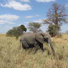 Elefant mit Baobab (Juli).