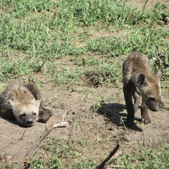 Hyänen-Nachwuchs am Bau in der Serengeti im Januar 2014.