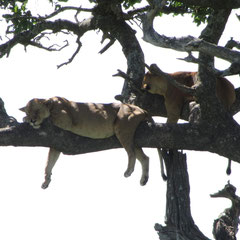 "Baumlöwen" in der Serengeti vor der Flucht vor den lästigen Fliegen im Januar 2014.