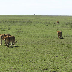 Wanderndes Löwenrudel in der Serengeti im Januar 2014.