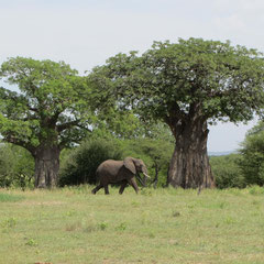 Elefant mit Baobab (Januar).