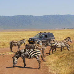 Zebras im Juli.
