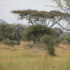 Gepard im Hintergrund auf dem Hügel im Tarangire-Park im Juli 2013.